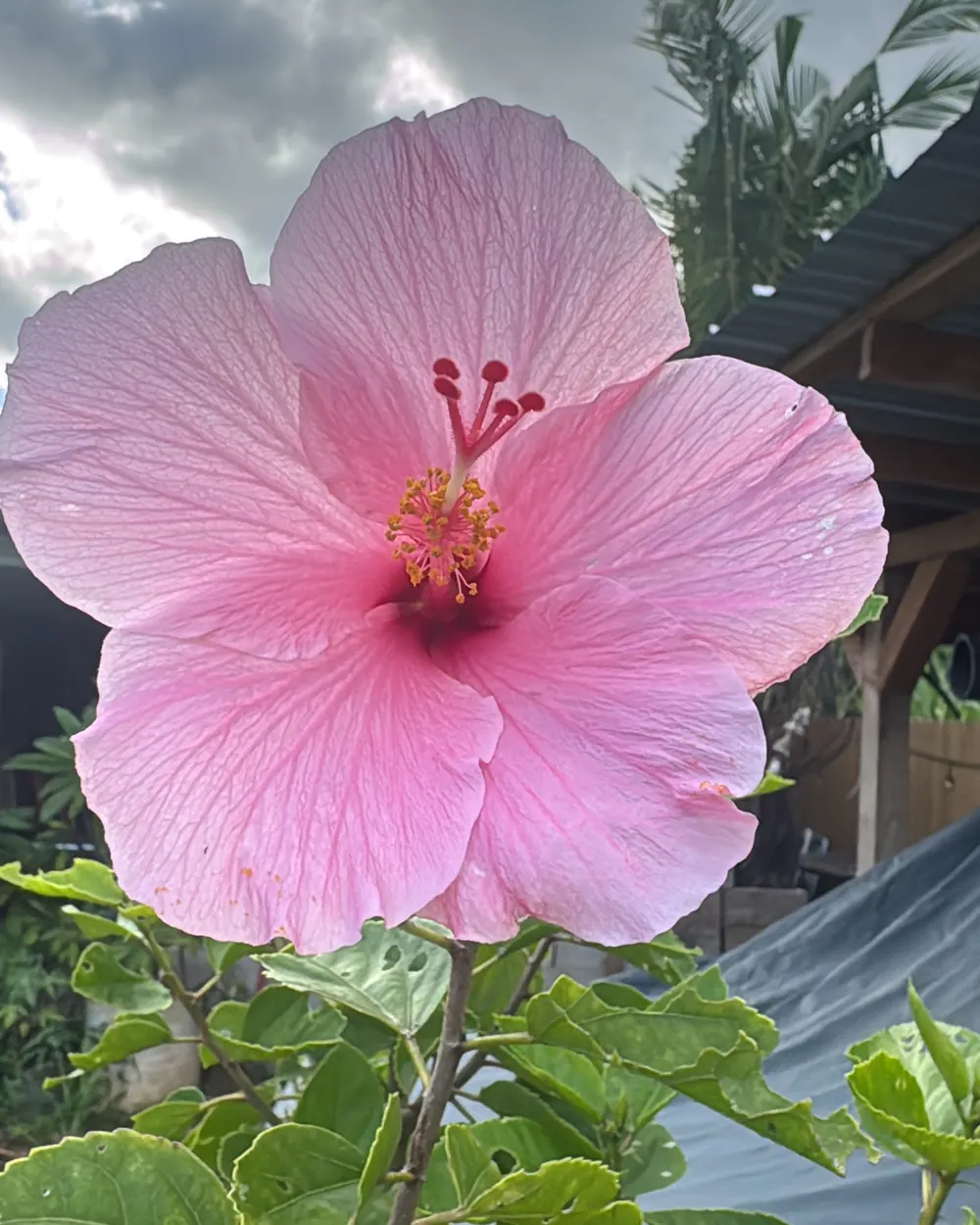 A pale pink hibiscus in bloom against a stormy North Shore sky