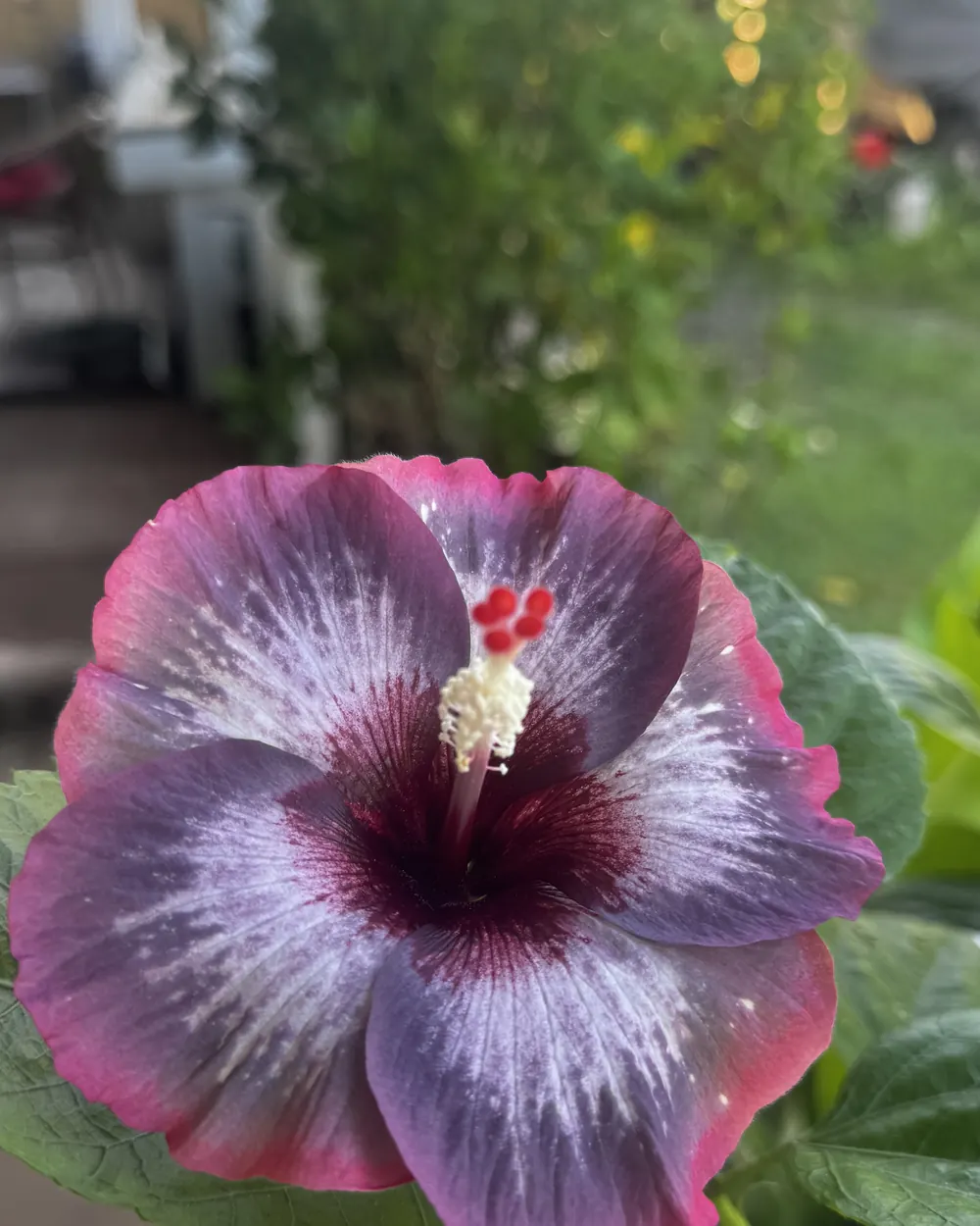 A purple and magenta hibiscus flower in the garden at dusk
