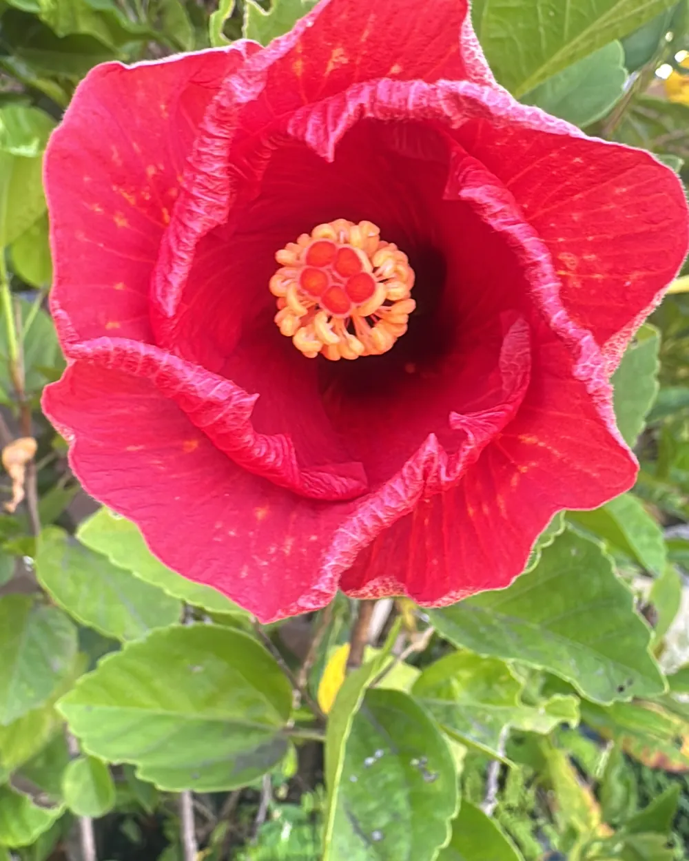 A deep red hibiscus flower opening among green leaves