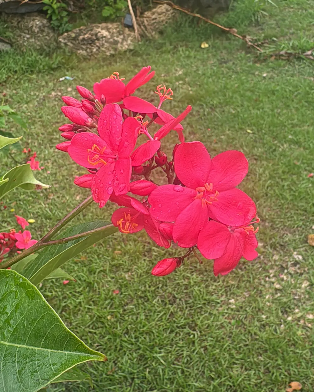 Bright red jatropha blossoms on the lawn at Lotus Gardens