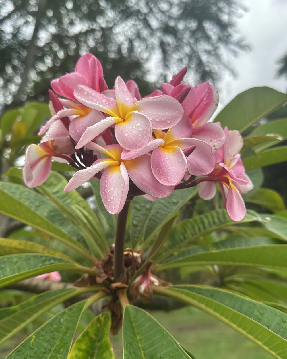 Pink and yellow plumeria blossoms after rain, growing at Lotus Gardens