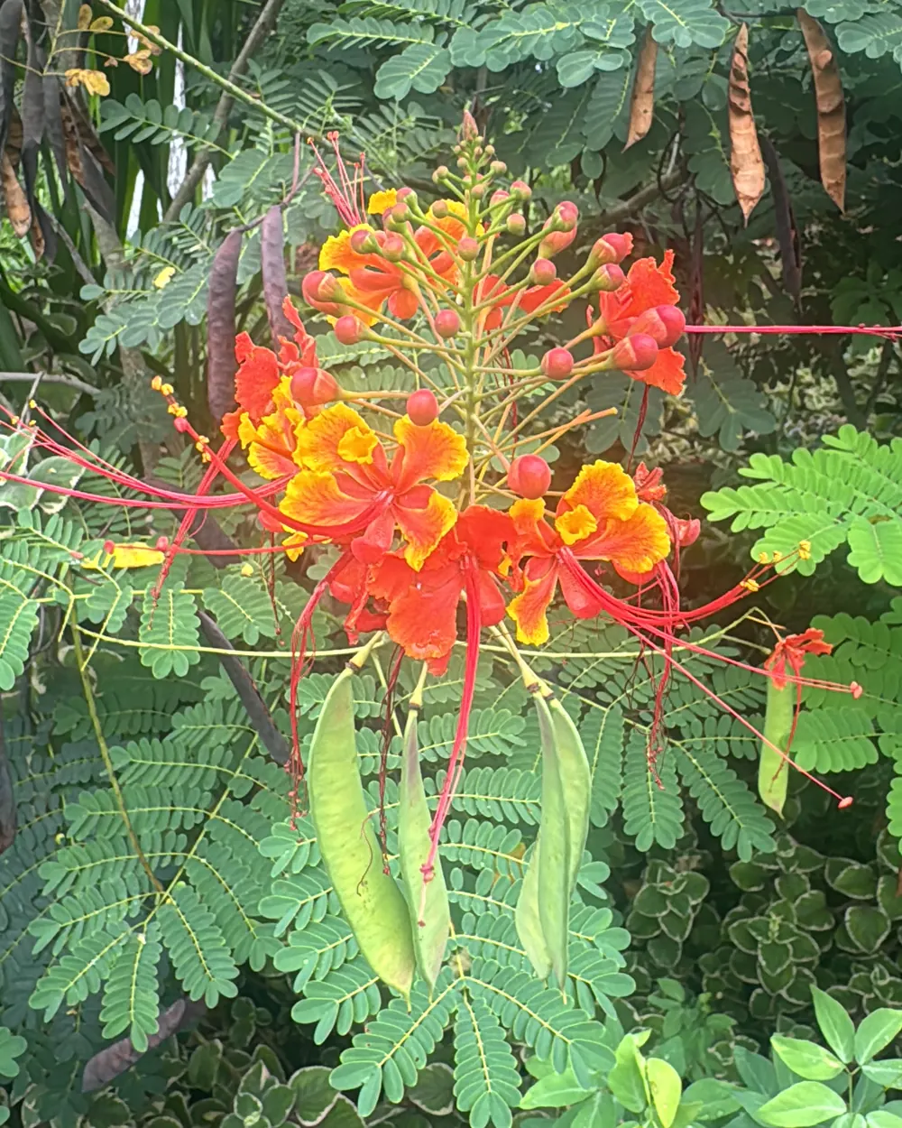 Orange and red pride-of-Barbados flowers with long red stamens